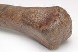 Hadrosaur (Edmontosaurus) Metacarpal Bone - Montana #206513-4